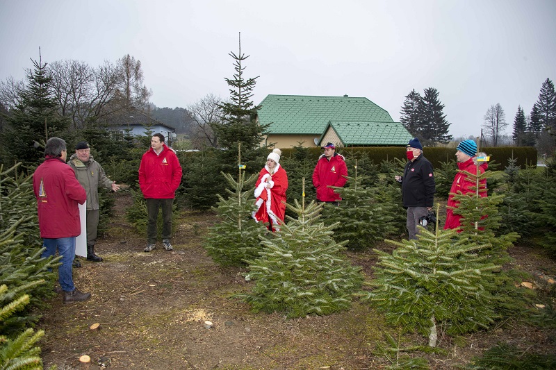 19e Christbaumkultur